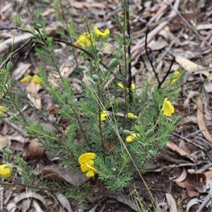 Gompholobium huegelii at Bruce, ACT - 10 Nov 2024 10:21 AM