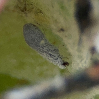 Psyllidae sp. (family) (Unidentified psyllid or lerp insect) at Lyneham, ACT - 10 Nov 2024 by Hejor1