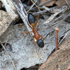 Camponotus consobrinus at Lyneham, ACT - 10 Nov 2024 05:30 PM