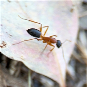 Camponotus consobrinus at Lyneham, ACT - 10 Nov 2024 05:30 PM