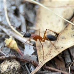 Camponotus consobrinus at Lyneham, ACT - 10 Nov 2024 05:30 PM