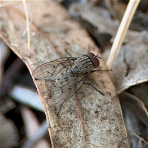 Helina sp. (genus) at Lyneham, ACT - 10 Nov 2024 05:30 PM