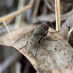 Helina sp. (genus) at Lyneham, ACT - 10 Nov 2024