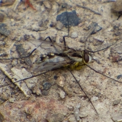 Dexiini (tribe) (A bristle fly) at West Hobart, TAS - 9 Nov 2024 by VanessaC