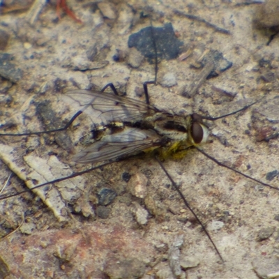 Tachinidae (family) at West Hobart, TAS - 9 Nov 2024 by VanessaC