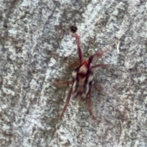 Erythraeidae (family) at Lyneham, ACT - 10 Nov 2024