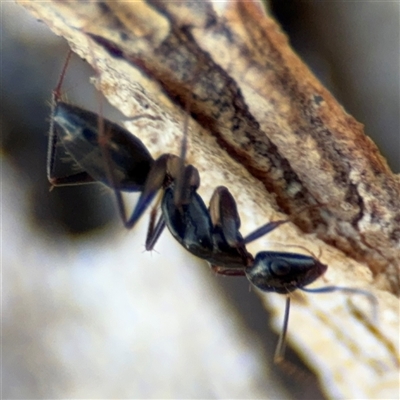 Camponotus claripes (Pale-legged sugar ant) at Lyneham, ACT - 10 Nov 2024 by Hejor1