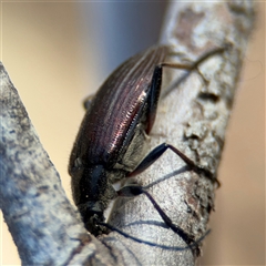 Homotrysis scutellaris (Darkling beetle) at Lyneham, ACT - 10 Nov 2024 by Hejor1