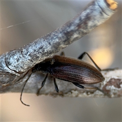 Homotrysis scutellaris at Lyneham, ACT - 10 Nov 2024 05:40 PM