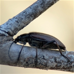 Homotrysis scutellaris at Lyneham, ACT - 10 Nov 2024 05:40 PM