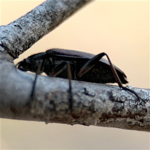 Homotrysis scutellaris at Lyneham, ACT - 10 Nov 2024 05:40 PM