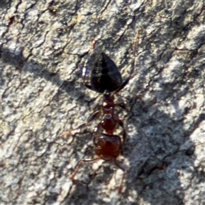 Crematogaster sp. (genus) at Lyneham, ACT - 10 Nov 2024 05:41 PM