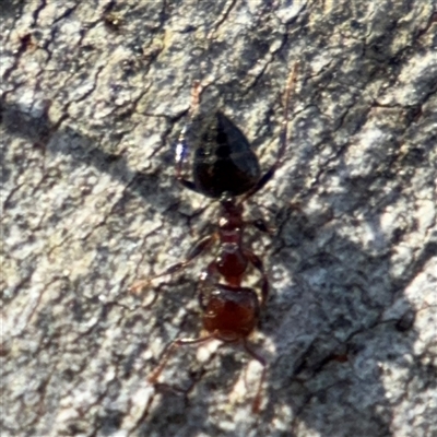 Crematogaster sp. (genus) (Acrobat ant, Cocktail ant) at Lyneham, ACT - 10 Nov 2024 by Hejor1