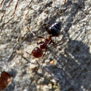 Crematogaster sp. (genus) at Lyneham, ACT - 10 Nov 2024