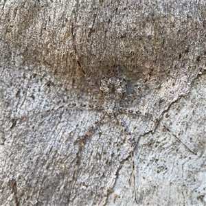 Tamopsis sp. (genus) at Lyneham, ACT - 10 Nov 2024