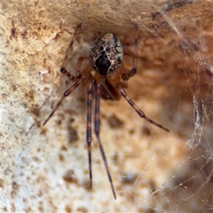 Cryptachaea veruculata at Lyneham, ACT - 10 Nov 2024 05:44 PM