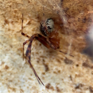 Cryptachaea veruculata at Lyneham, ACT - 10 Nov 2024 05:44 PM