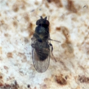 Milichiidae (family) at Lyneham, ACT - 10 Nov 2024 05:44 PM