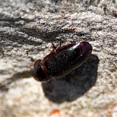 Adelotopus sp. (genus) (Adelotopus ground beetle) at Lyneham, ACT - 10 Nov 2024 by Hejor1