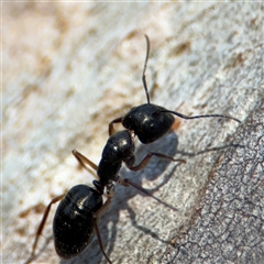 Camponotus claripes (Pale-legged sugar ant) at Lyneham, ACT - 10 Nov 2024 by Hejor1