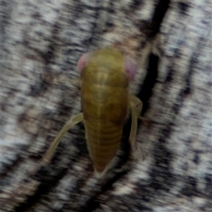 Cicadellidae (family) at Lyneham, ACT - 10 Nov 2024