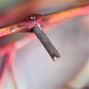 Hemibela (genus) at O'Connor, ACT - 10 Nov 2024