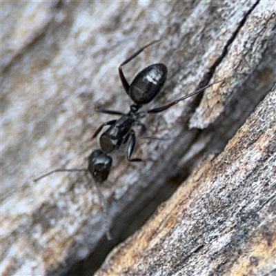 Camponotus sp. (genus) (A sugar ant) at Lyneham, ACT - 10 Nov 2024 by Hejor1