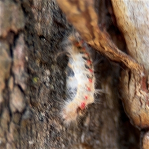 Trichiocercus sparshalli at Lyneham, ACT - 10 Nov 2024 05:54 PM