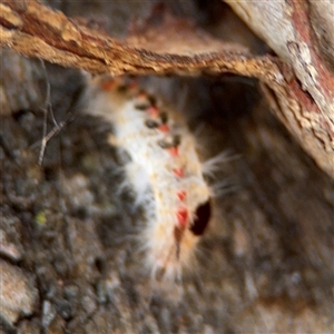 Trichiocercus sparshalli at Lyneham, ACT - 10 Nov 2024 05:54 PM