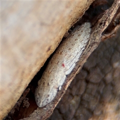 Ledromorpha planirostris at Lyneham, ACT - 10 Nov 2024 05:55 PM