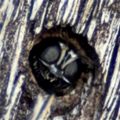 Williamsita sp. (genus) at Lyneham, ACT - 10 Nov 2024 06:00 PM