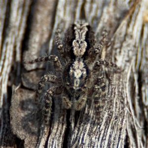 Clynotis severus at Lyneham, ACT - 10 Nov 2024 06:01 PM