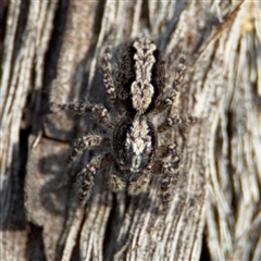 Clynotis severus at Lyneham, ACT - 10 Nov 2024 06:01 PM