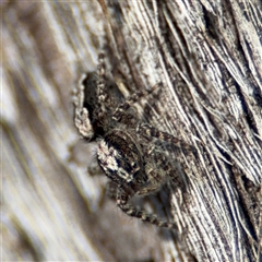 Clynotis severus at Lyneham, ACT - 10 Nov 2024 06:01 PM