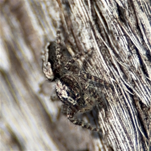 Clynotis severus at Lyneham, ACT - 10 Nov 2024 06:01 PM