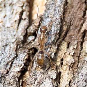 Camponotus claripes at Lyneham, ACT - 10 Nov 2024