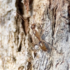 Camponotus claripes at Lyneham, ACT - 10 Nov 2024