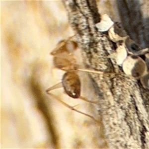 Camponotus claripes at Lyneham, ACT - 10 Nov 2024