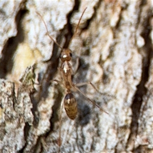 Camponotus claripes at Lyneham, ACT - 10 Nov 2024