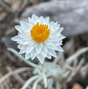 Leucochrysum albicans subsp. tricolor at Kenny, ACT - 8 Nov 2024 07:19 PM