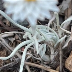 Leucochrysum albicans subsp. tricolor at Kenny, ACT - 8 Nov 2024 07:19 PM