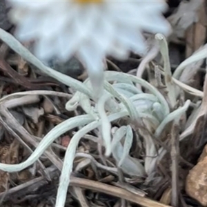 Leucochrysum albicans subsp. tricolor at Kenny, ACT - 8 Nov 2024 07:19 PM