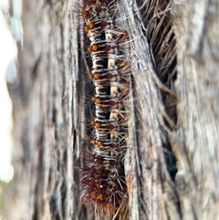 Chelepteryx chalepteryx at Lyneham, ACT - 10 Nov 2024