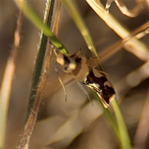 Macrobathra desmotoma at O'Connor, ACT - 10 Nov 2024 06:15 PM