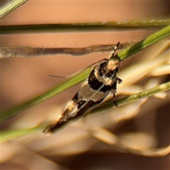 Macrobathra desmotoma at O'Connor, ACT - 10 Nov 2024 06:15 PM