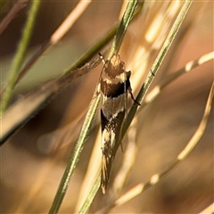 Macrobathra desmotoma at O'Connor, ACT - 10 Nov 2024 06:15 PM