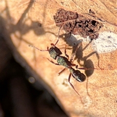 Rhytidoponera metallica at O'Connor, ACT - 10 Nov 2024 06:15 PM