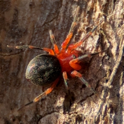 Scotospilus sp. (genus) (A dwarf sheet spider) at Lyneham, ACT - 10 Nov 2024 by Hejor1