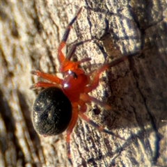 Scotospilus sp. (genus) at Lyneham, ACT - 10 Nov 2024 06:19 PM