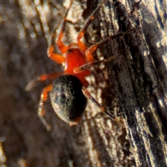 Scotospilus sp. (genus) at Lyneham, ACT - 10 Nov 2024